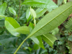 Pyrenaria microcarpa