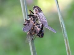 Asilinae