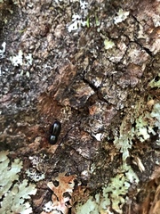 Dendroctonus