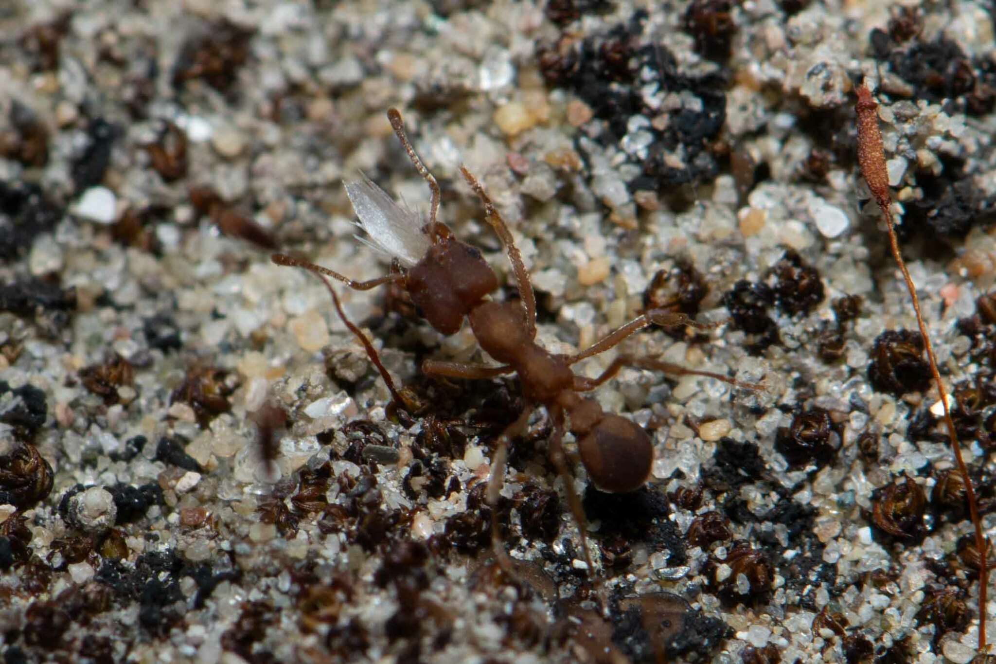 Paramycetophylax bruchi