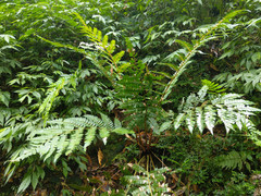 Polystichum scariosum