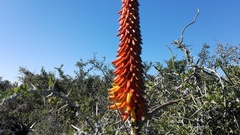 Aloe africana
