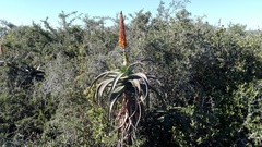 Aloe africana