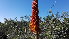 Aloe africana