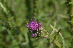 Cirsium palustre