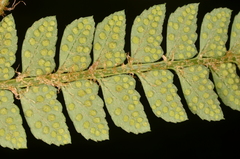 Polystichum scariosum