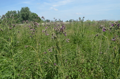 Cirsium palustre