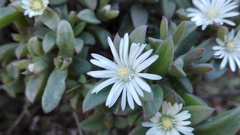 Delosperma ecklonis