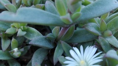 Delosperma ecklonis