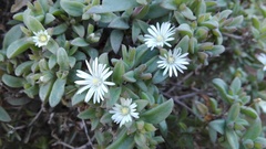 Delosperma ecklonis