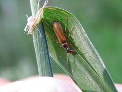 Rhagonycha testacea