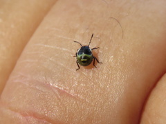 Palomena prasina