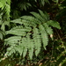 Polystichum scariosum - Photo (c) galanhsnu, some rights reserved (CC BY-NC), uploaded by galanhsnu