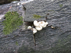 Fungi