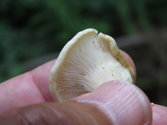 Fungi