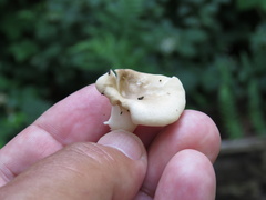 Fungi