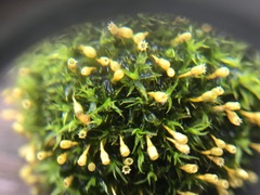 Ulota crispa