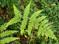 Athyrium arisanense