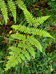 Athyrium arisanense