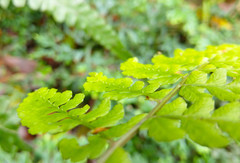 Athyrium arisanense