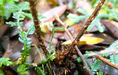 Athyrium arisanense