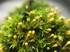 Ulota crispa