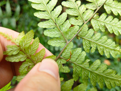 Athyrium arisanense