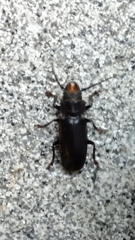 Mallodon dasystomus