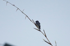 Coracina novaehollandiae