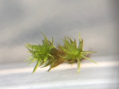 Ulota crispa