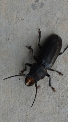 Mallodon dasystomus