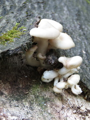 Fungi