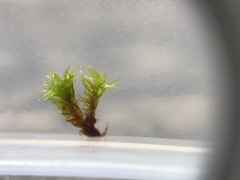 Ulota crispa