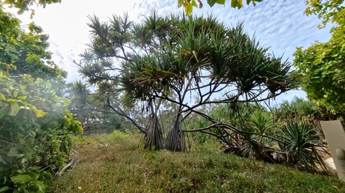 Pandanus tectorius observed 2024-09-17