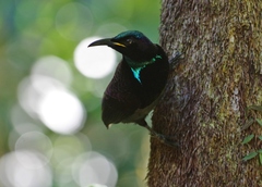 Ptiloris victoriae