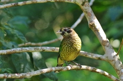 Ailuroedus maculosus