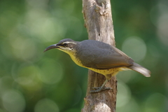 Ptiloris victoriae