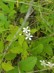 Rubus stipulatus
