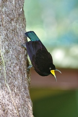 Ptiloris victoriae