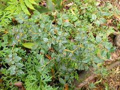 Damnacanthus indicus