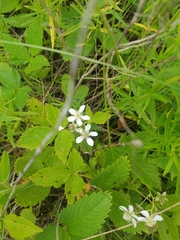 Rubus stipulatus