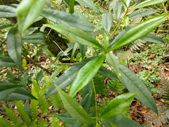 Symplocos wikstroemiifolia