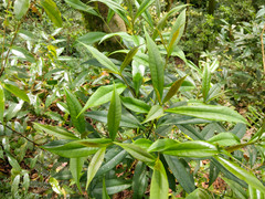 Symplocos wikstroemiifolia