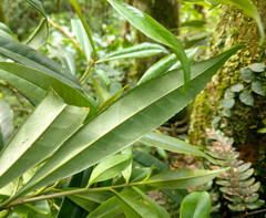 Symplocos wikstroemiifolia