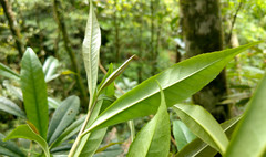 Symplocos wikstroemiifolia