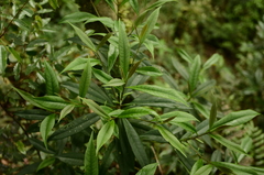 Symplocos wikstroemiifolia