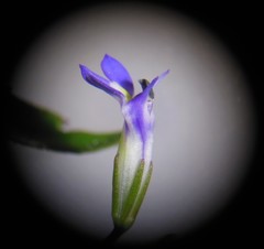 Lobelia longicaulis