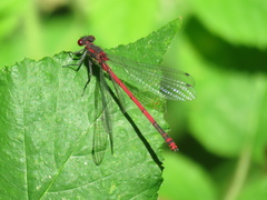 Pyrrhosoma nymphula