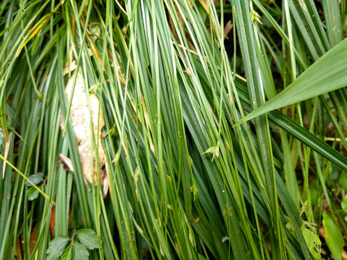 Carex arisanensis iNat (3)