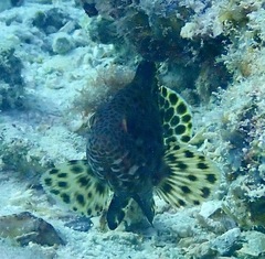 Epinephelus maculatus